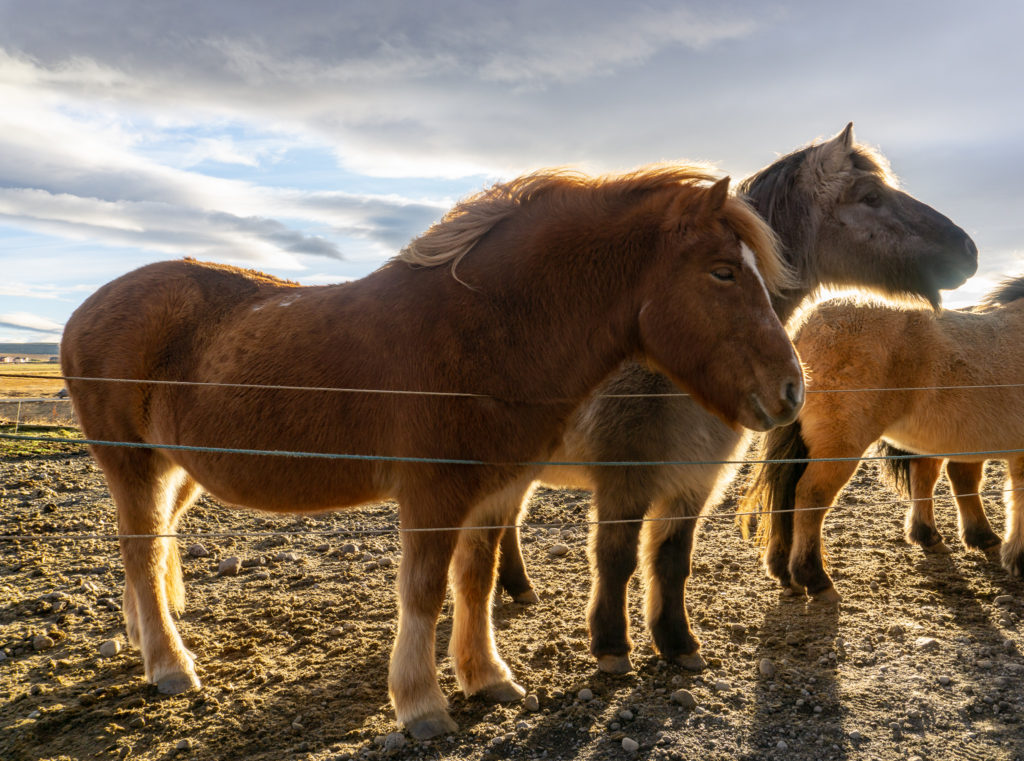 Icelandic horses on the Golden Circle in Iceland