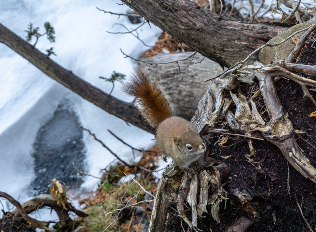 Baby squirrel on a tree in Bruce Peninsula National Park