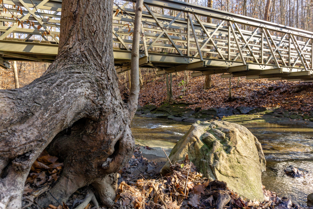 Interesting tree with pedestrian bridge in the background in Cuyahoga Valley National Park