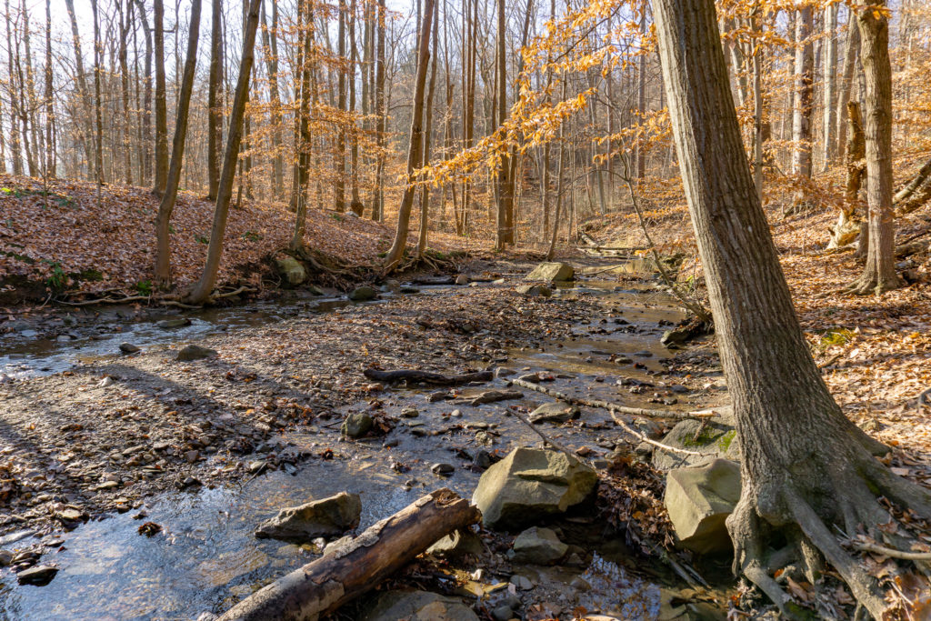 Trees and stream in Cuyahoga Valley National Park