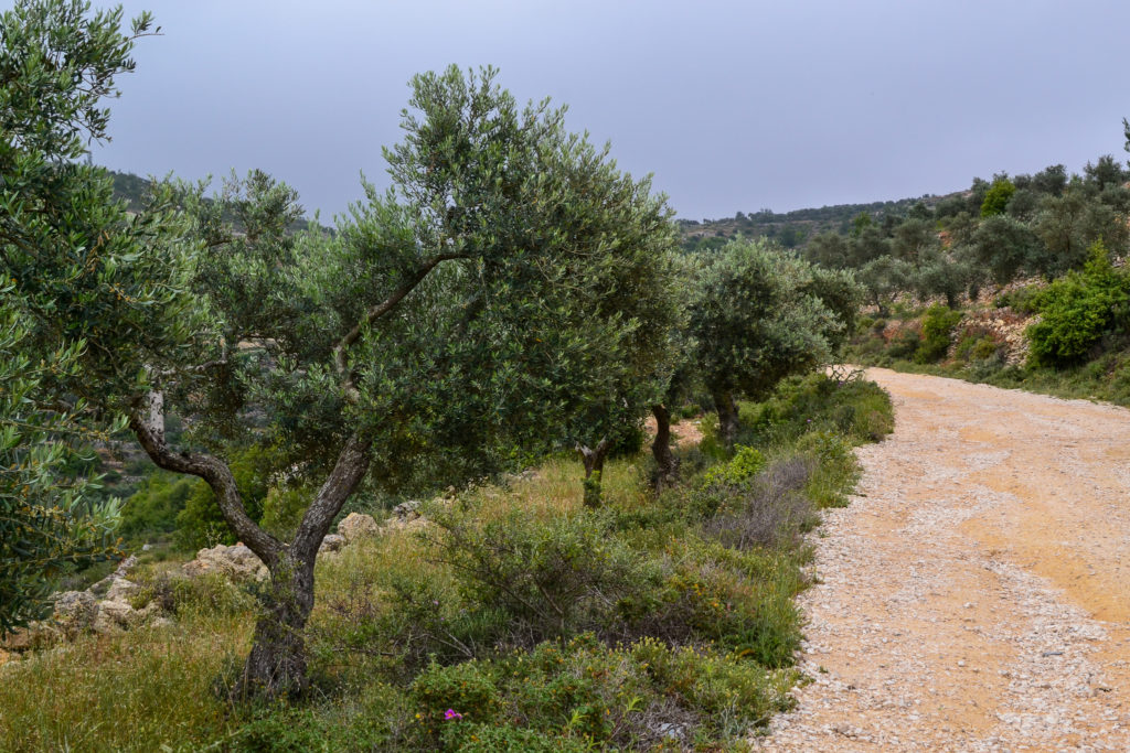 Olive trees in Battir, a UNESCO World Heritage Site in Palestine