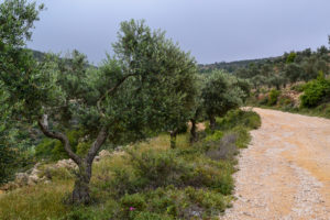 Olive trees in Battir, a UNESCO World Heritage Site in Palestine