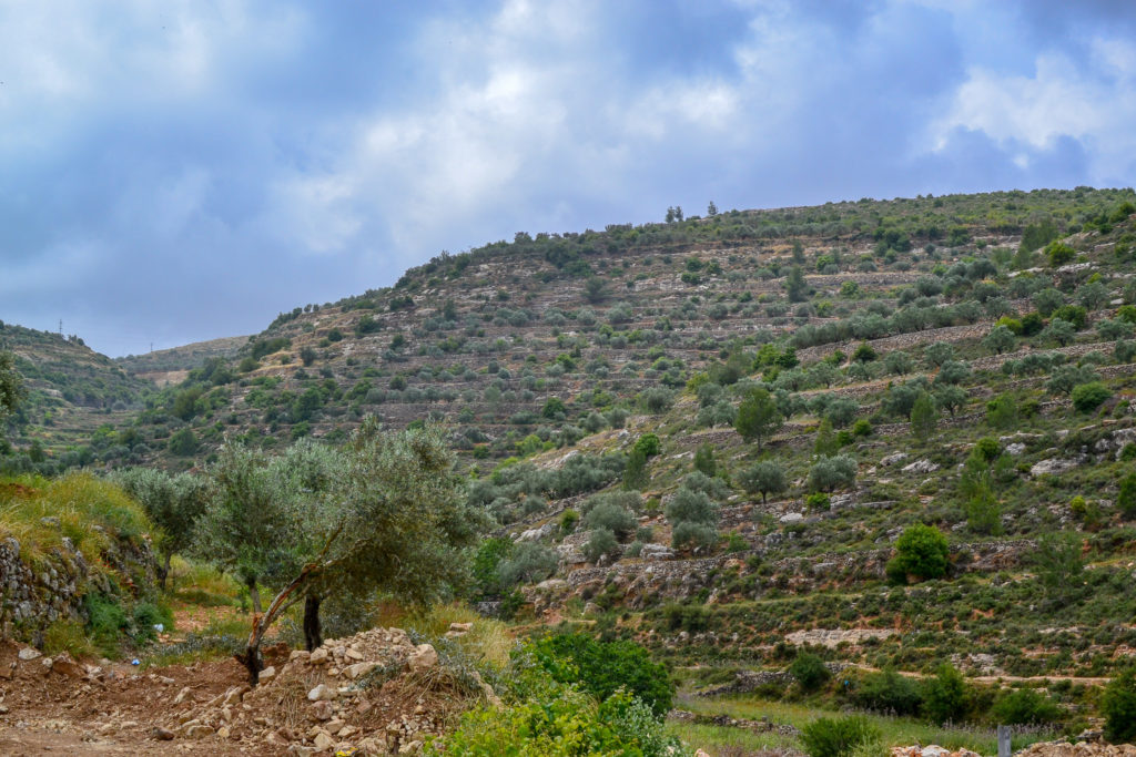 Terraces and olive trees in Battir, a UNESCO World Heritage Site in Palestine.