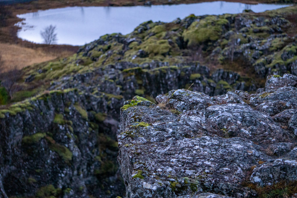 Moss-covered rocks in Þingvellir National Park