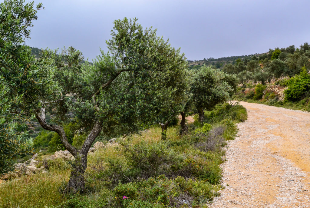 The ancient olive trees of Battir, Palestine.