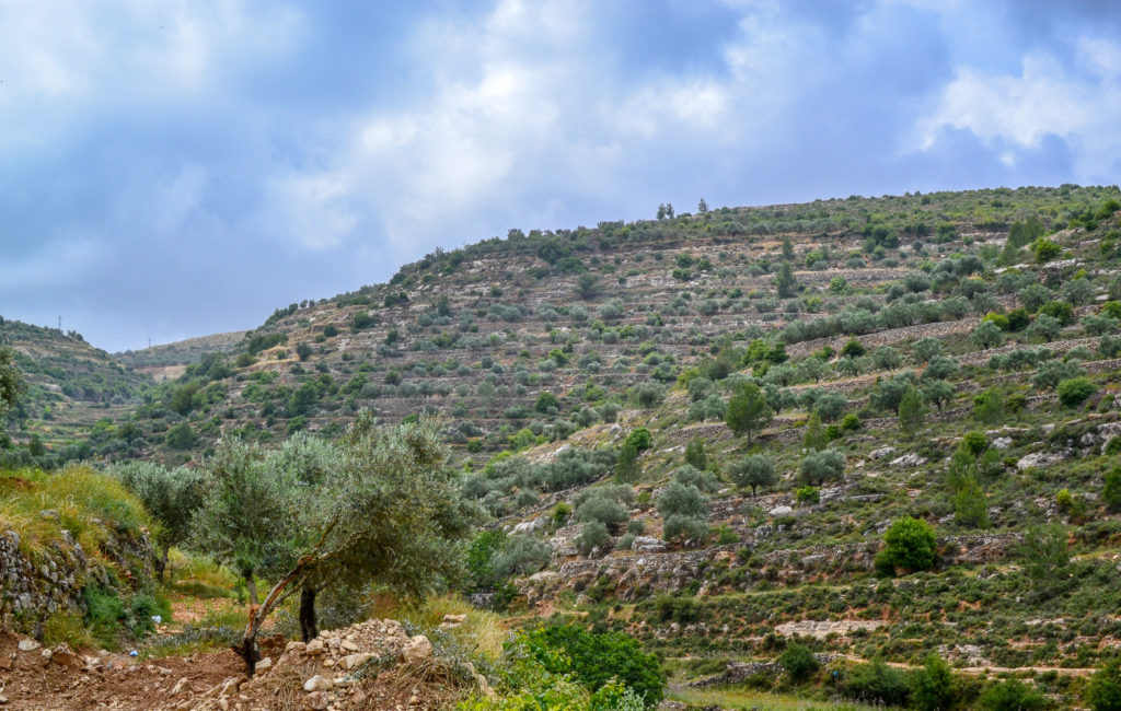 The beautiful countryside surrounding the village of Battir in Palestine. 